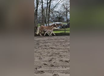 Haflinger / Avelignese, Stallone, Puledri
 (02/2024), 150 cm, Sauro