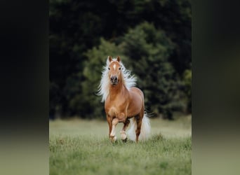 Haflinger / Avelignese, Stallone, Puledri (05/2024), 150 cm, Sauro