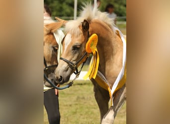 Haflinger / Avelignese, Stallone, Puledri (05/2024), 150 cm, Sauro