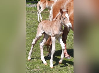 Haflinger / Avelignese, Stallone, Puledri (05/2024), 150 cm, Sauro