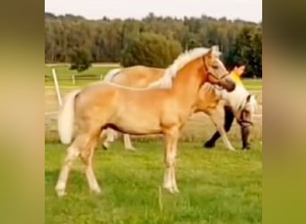 Haflinger / Avelignese, Stallone, Puledri (05/2024), 150 cm, Sauro