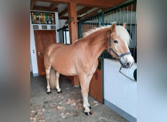 Haflinger / Avelignese, Stallone, Puledri (05/2024), 150 cm, Sauro