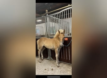 Haflinger / Avelignese, Stallone, Puledri
 (03/2023), 150 cm, Sauro