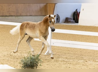 Haflinger / Avelignese, Stallone, Puledri (04/2024), 153 cm, Sauro