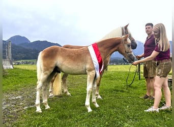 Haflinger / Avelignese, Stallone, Puledri (04/2024), 153 cm, Sauro