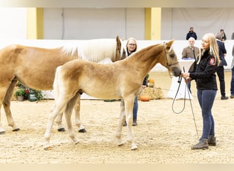 Haflinger / Avelignese, Stallone, Puledri (04/2024), 153 cm, Sauro