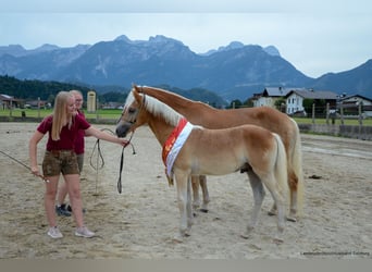 Haflinger / Avelignese, Stallone, Puledri (04/2024), 153 cm, Sauro