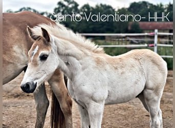 Haflinger / Avelignese, Stallone, Puledri
 (05/2024), 154 cm