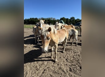 Haflinger / Avelignese, Stallone, Puledri
 (01/2024), 155 cm, Baio chiaro