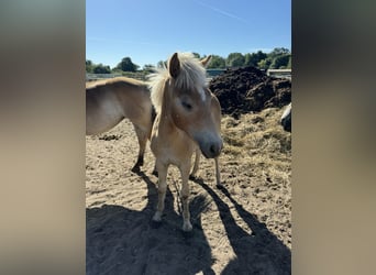 Haflinger / Avelignese, Stallone, Puledri
 (01/2024), 155 cm, Baio chiaro