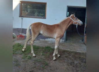 Haflinger / Avelignese, Stallone, Puledri
 (03/2023), 155 cm