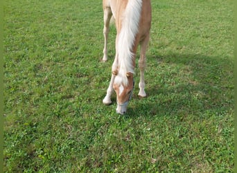 Haflinger / Avelignese, Stallone, Puledri
 (03/2023), 155 cm
