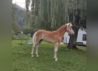 Haflinger / Avelignese, Stallone, Puledri
 (03/2024), 155 cm