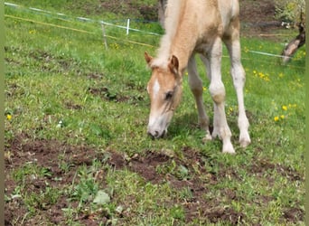 Haflinger / Avelignese, Stallone, Puledri
 (03/2023), 155 cm
