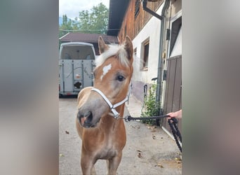 Haflinger / Avelignese, Stallone, Puledri
 (04/2024), 155 cm