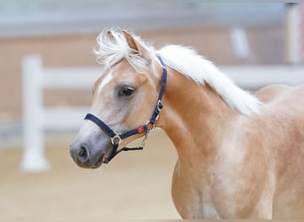 Haflinger / Avelignese, Stallone, Puledri
 (02/2023)