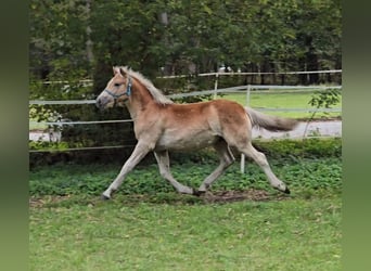 Haflinger / Avelignese, Stallone, Puledri (03/2024)