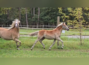 Haflinger / Avelignese, Stallone, Puledri (03/2024)