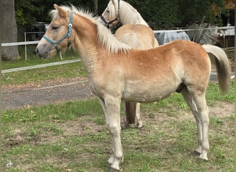 Haflinger / Avelignese, Stallone, Puledri (03/2024)