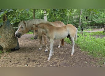 Haflinger / Avelignese, Stallone, Puledri (03/2024)