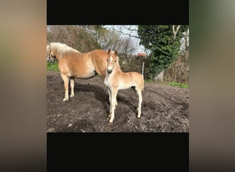 Haflinger / Avelignese, Stallone, Puledri (03/2024)