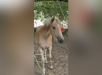 Haflinger / Avelignese, Stallone, Puledri (03/2024)