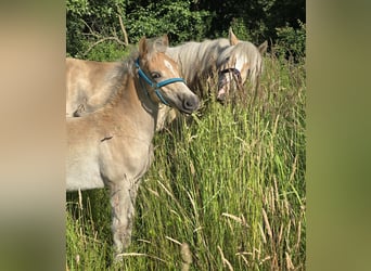 Haflinger / Avelignese, Stallone, Puledri (03/2024)