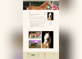 Haflinger / Avelignese, Stallone, Puledri (03/2024)