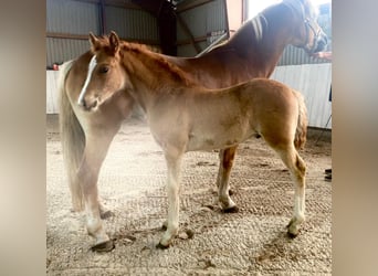 Haflinger / Avelignese Mix, Stallone, Puledri
 (04/2024), Sauro