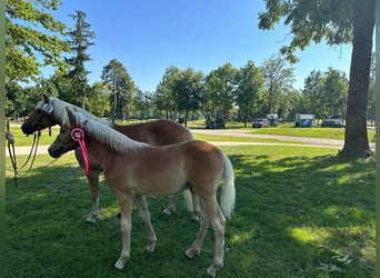 Haflinger / Avelignese, Stallone, Puledri
 (05/2023), Sauro