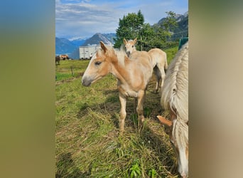 Haflinger / Avelignese, Stallone, Puledri (02/2024), Sauro