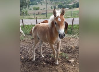 Haflinger / Avelignese, Stallone, Puledri
 (03/2024), Sauro