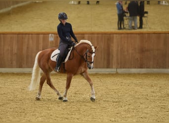 Haflinger / Avelignese, Stallone, 5 Anni, 153 cm, Sauro