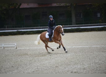 Haflinger / Avelignese, Stallone, 5 Anni, 153 cm, Sauro