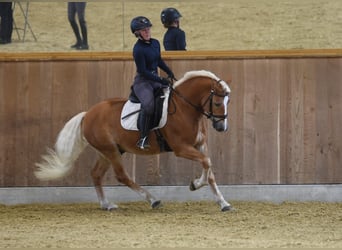 Haflinger / Avelignese, Stallone, 5 Anni, 153 cm, Sauro