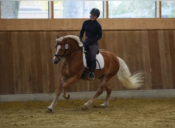 Haflinger / Avelignese, Stallone, 5 Anni, 153 cm, Sauro