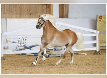 Haflinger / Avelignese, Stallone, 5 Anni, 150 cm, Sauro