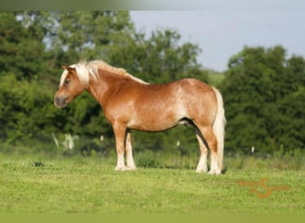 Haflinger / Avelignese, Castrone, 10 Anni, 137 cm, Sauro ciliegia