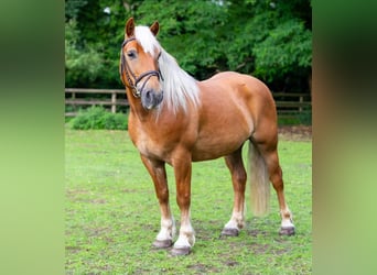 Haflinger / Avelignese, Castrone, 10 Anni, 145 cm, Sauro scuro