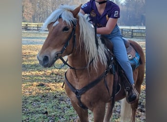 Haflinger / Avelignese, Castrone, 10 Anni, 145 cm, Sauro scuro