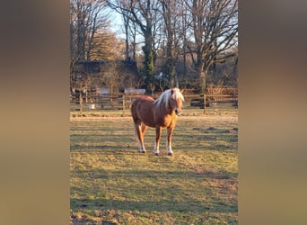 Haflinger / Avelignese, Castrone, 10 Anni, 145 cm, Sauro scuro