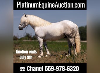 Haflinger / Avelignese, Castrone, 10 Anni, 147 cm, Grigio pezzato