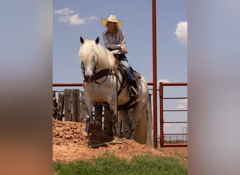Haflinger / Avelignese, Castrone, 10 Anni, 147 cm, Grigio pezzato