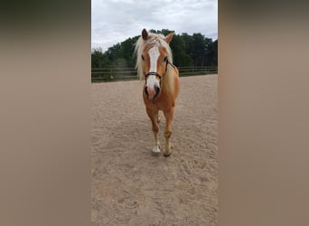 Haflinger / Avelignese, Castrone, 10 Anni, 149 cm