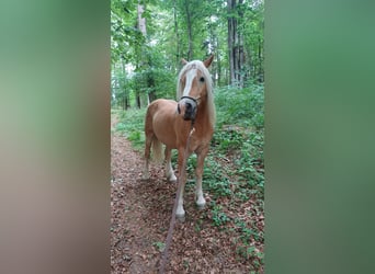 Haflinger / Avelignese, Castrone, 10 Anni, 149 cm