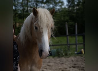 Haflinger / Avelignese, Castrone, 10 Anni, 152 cm, Sauro