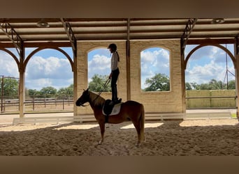 Haflinger / Avelignese, Castrone, 11 Anni, 132 cm, Sauro scuro