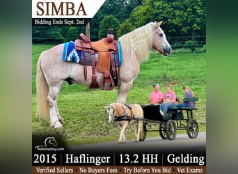 Haflinger / Avelignese, Castrone, 11 Anni, 137 cm, Roano rosso