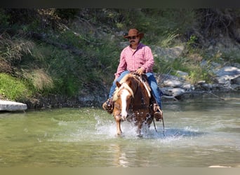 Haflinger / Avelignese, Castrone, 11 Anni, 142 cm, Sauro scuro