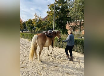 Haflinger / Avelignese, Castrone, 11 Anni, 145 cm, Palomino